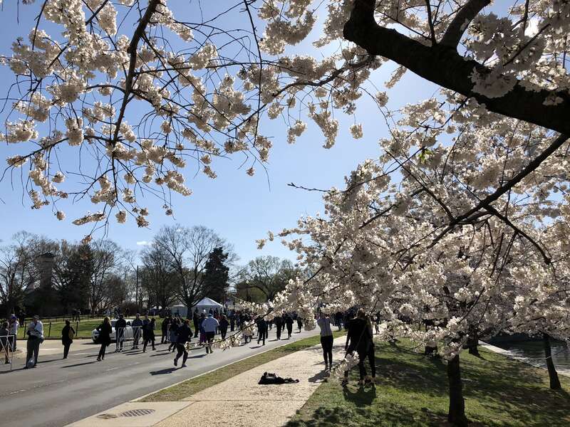 Yoshino Cherries blooming along Independence Avenue adjacent to the north shore of the Tidal Basin during the 2018 Cherry Blossom Festival in Washington, D.C.