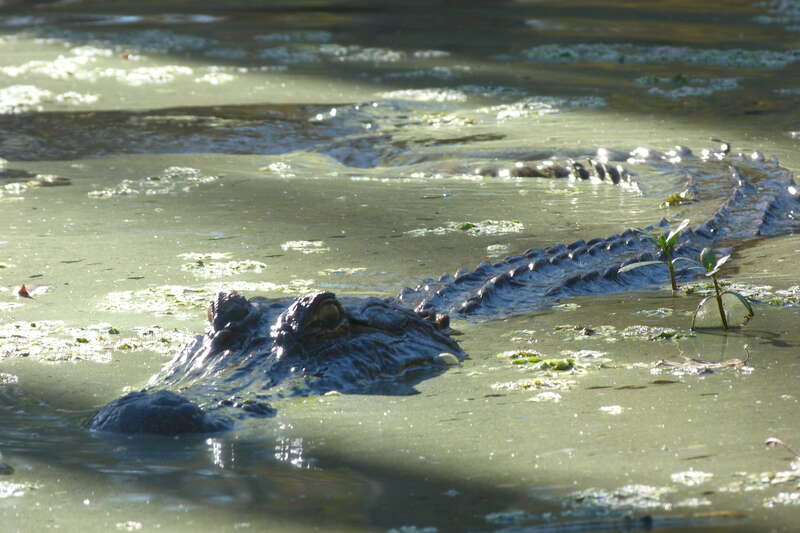 Alligator mississippiensis (Daudin, 1802), American alligator, Pearl River State Wildlife Management Area, Louisiana, 16 October 2011