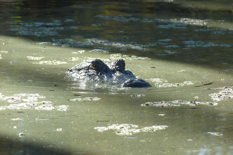 Alligator mississippiensis (Daudin, 1802), American alligator, Pearl River State Wildlife Management Area, Louisiana, 16 October 2011