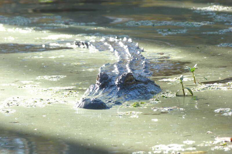 Alligator mississippiensis (Daudin, 1802), American alligator, Pearl River State Wildlife Management Area, Louisiana, 16 October 2011
