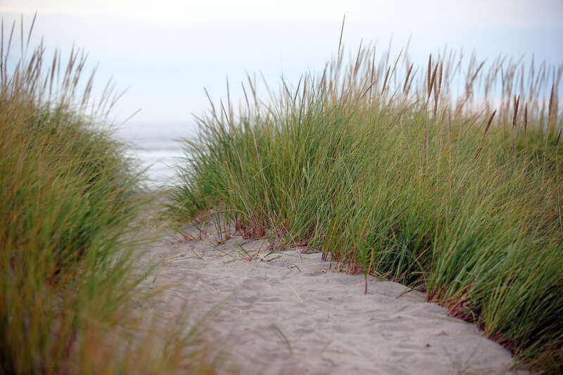 An Opening To Paradise