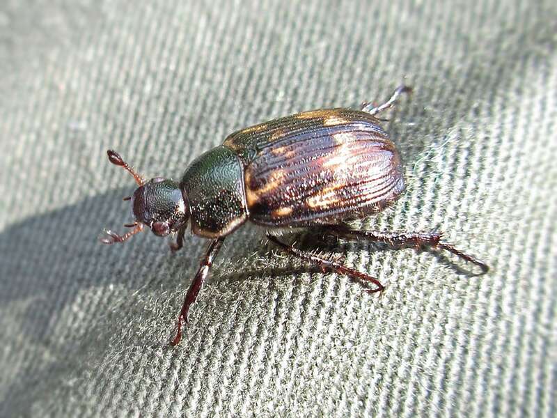 Anomala orientalis (also: Exomala orientalis) (Scarabaeidae) - (imago), Lamoille (VT), United States