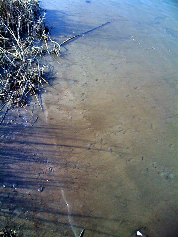 Great Blue Heron (Ardea herodias) tracks in mud, under water. Late winter. Lewes, Delaware.