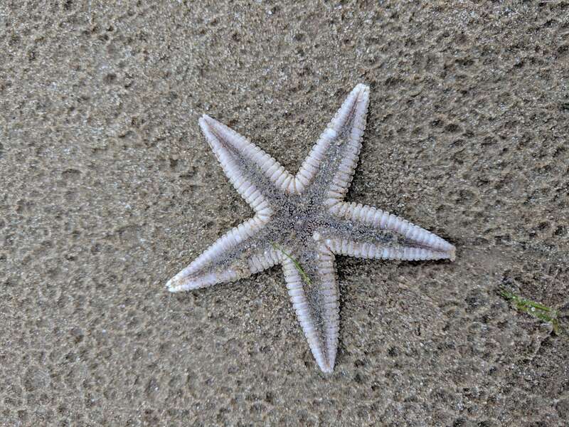 Two-spined Sea Star (Astropecten duplicatus)