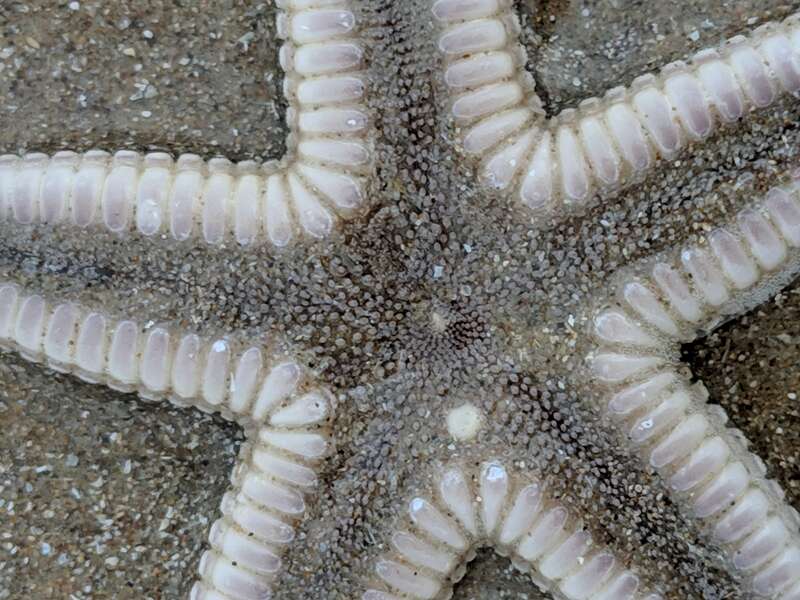 Two-spined Sea Star (Astropecten duplicatus)