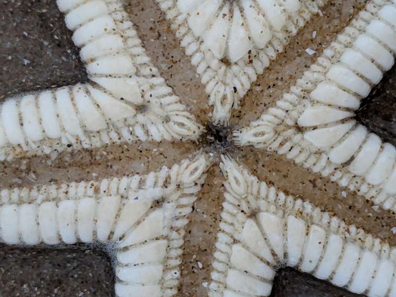 Two-spined Sea Star (Astropecten duplicatus)