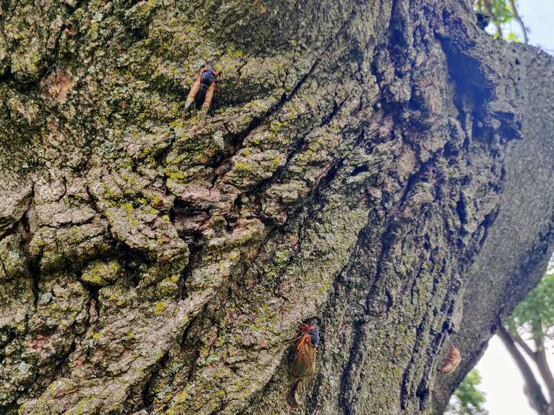 National mall cicadas