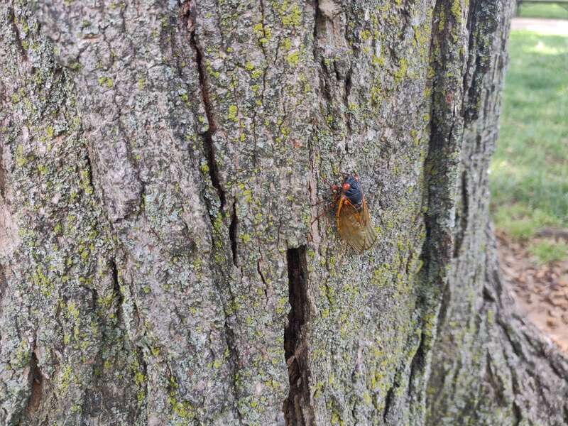National mall cicadas