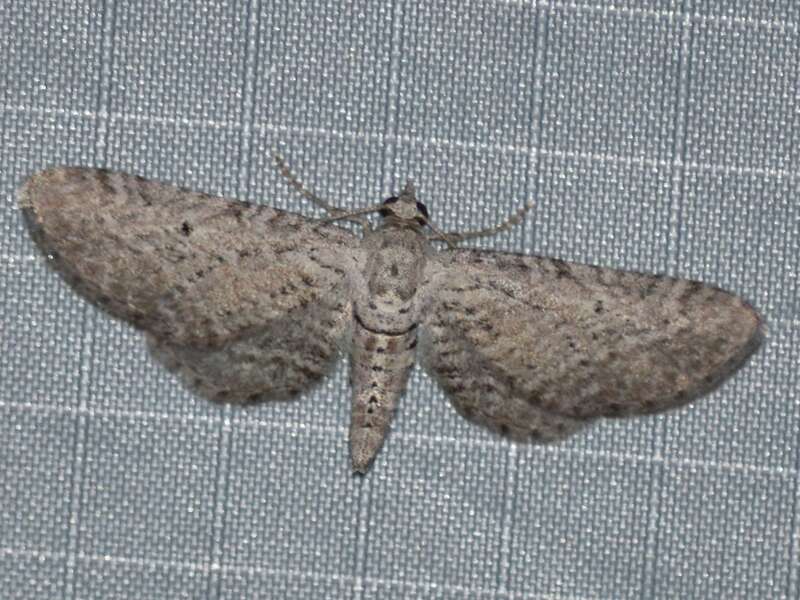 Eupithecia zygadeniata. Species of insect.
