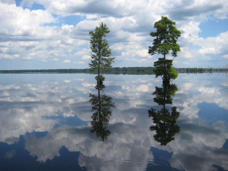 Great Dismal Swamp National Wildlife Refuge. Credit: USFWS