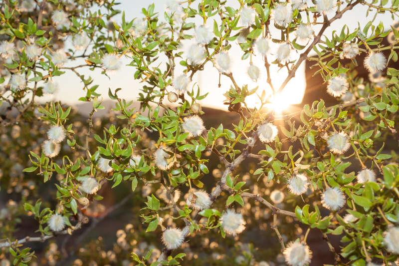 Creosote bush (Larrea tridentata) on display at Red Hills Desert Garden in St. George, UT, USA