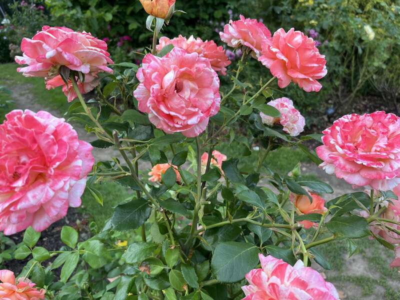 'Peach Swirl', Hybrid tea rose, Portland, Oregon (August 7, 2022)