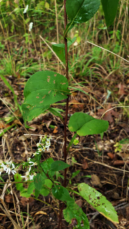 Arrow-leaved Aster (Symphyotrichum urophyllum)