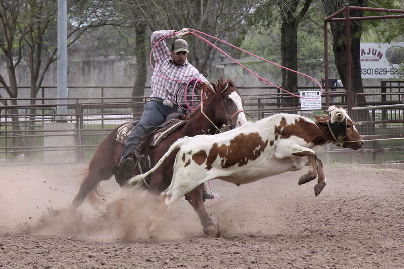 A jackpot team roping event in New Braunfels, Texas, United States. The heeler getting ready to take a try at catching the steer's back legs.