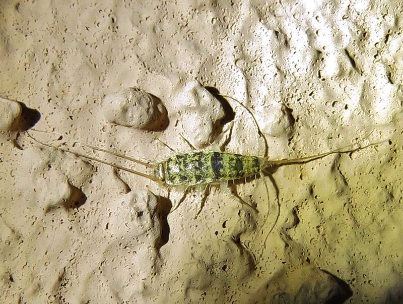 Firebrat (Thermobia domestica)