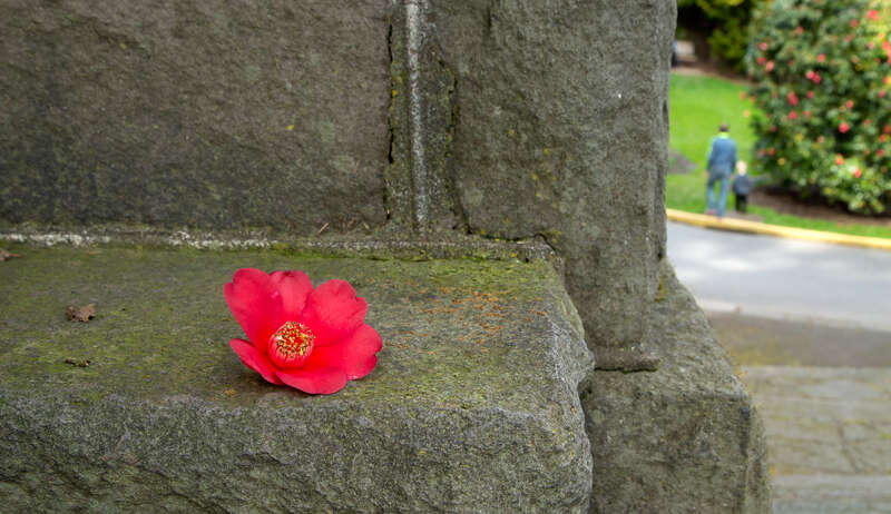 They left a single flower behind