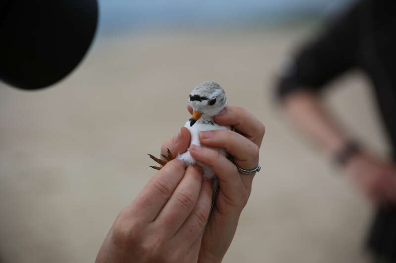 Tagged and released. Photo by Ariel Kallenbach/USFWS
