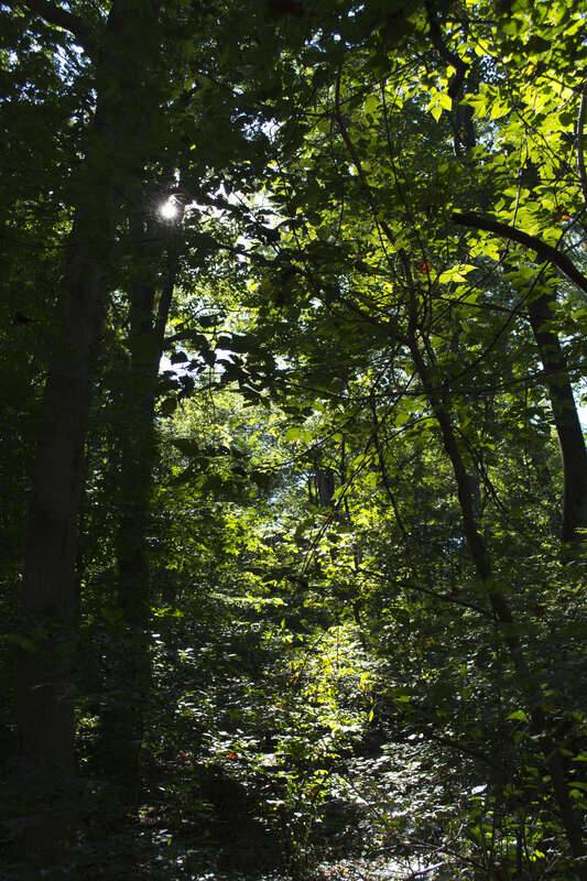 500px provided description: A walk through Wissahickon Park in 2015. [#park ,#trees ,#forest ,#sunlight ,#hiking ,#philadelphia ,#pennsylvania ,#philly ,#tree trunks ,#wissahickon]