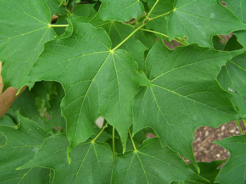 Foliage, sugar maple tree, Acer saccharum. Specimen at Morton Arboretum, Lisle, Illinois. Accession 258-78-1.