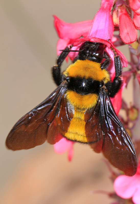 Sonoran Bumble Bee (Bombus sonorus). Species of insect.