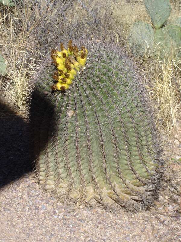 Spotted just outside the visitor's center at Kartchner Caverns State Park. No photos allowed inside the caves, so this is all I took as we lined up for the tour before hiding my camera from the park rangers.