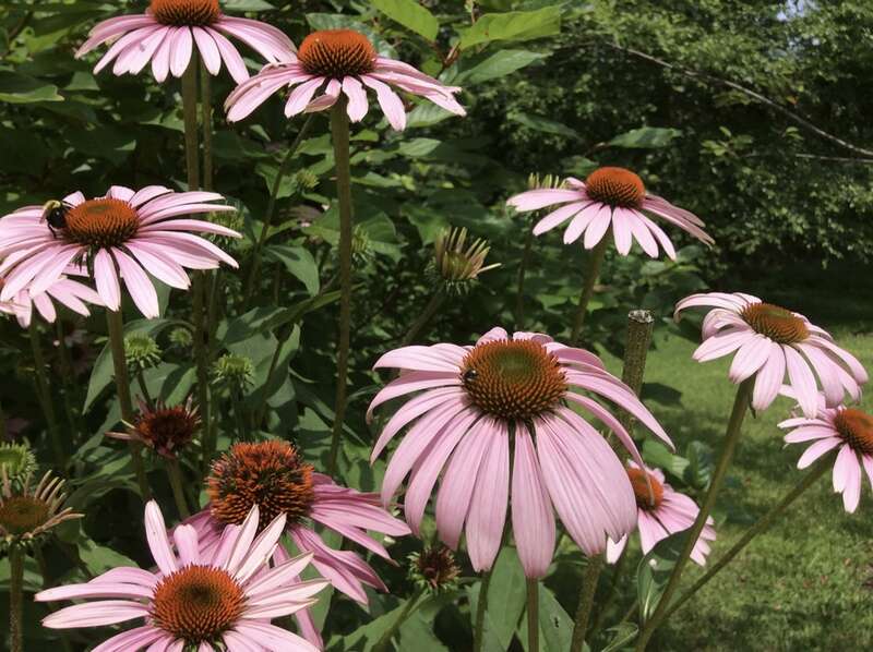 Bees abuzz, pink and green