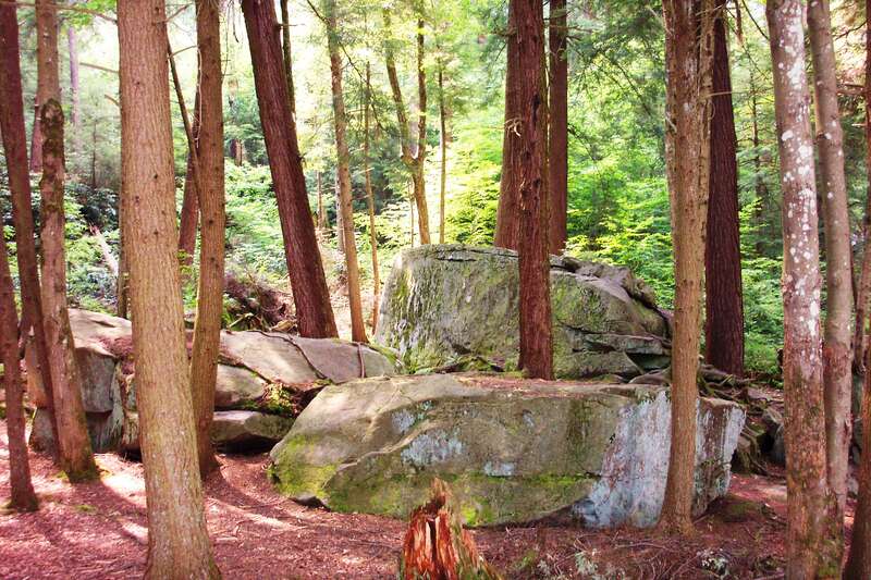 Forest in Swallow Falls State Park, Maryland, USA