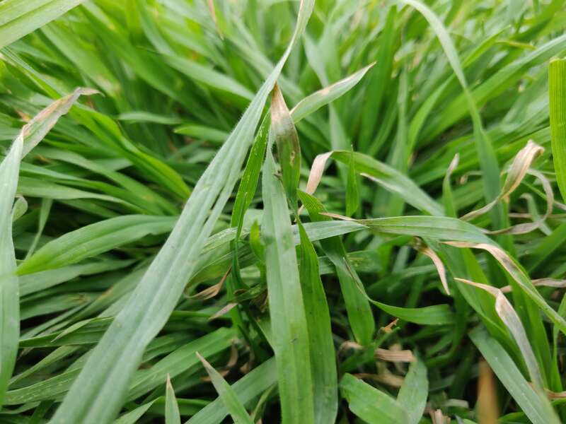 Grass texture up close