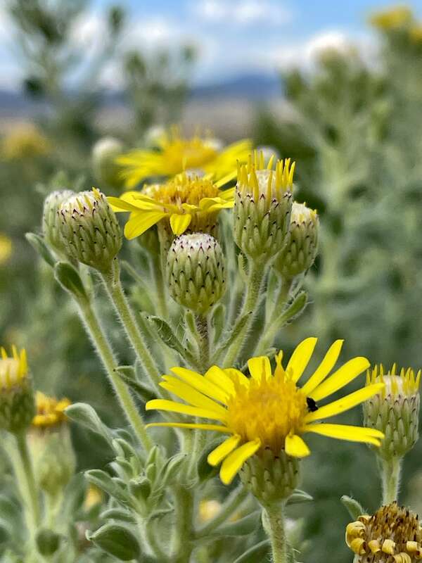 Zion False Goldenaster (Heterotheca zionensis) in the United States