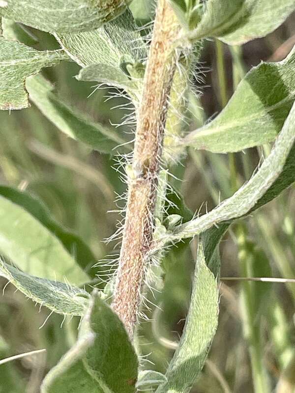 Zion False Goldenaster (Heterotheca zionensis) in the United States
