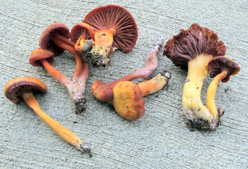 Hygrocybe purpureofolia