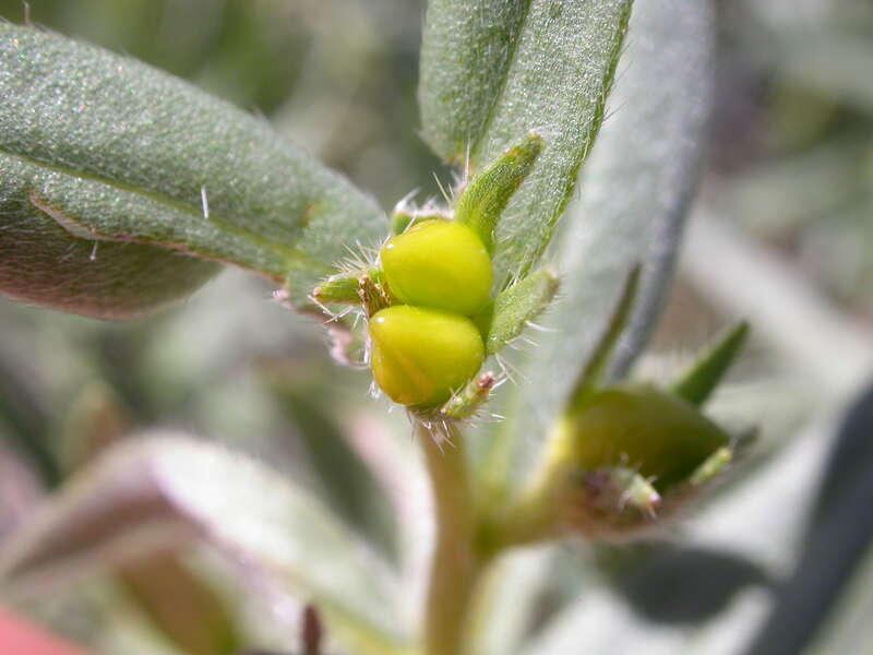 Although with a maximum of 4 nutlets per flower, typically 1-3 nutlets mature to the state of having a hardened or bony texture.