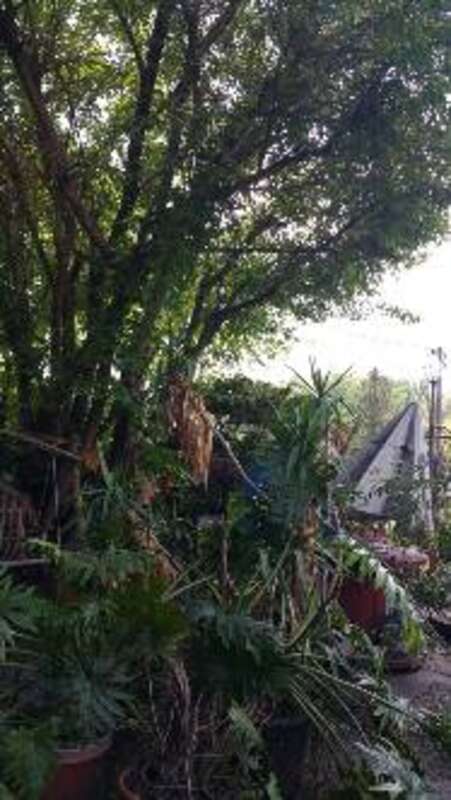 Example of hardy cold palms growing in Makanda, IL