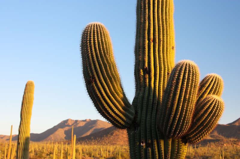 Golden hour in Saguaro National Park.
