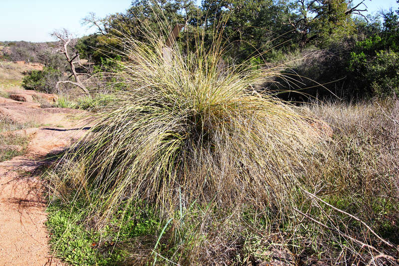 Texas beargrass (Nolina texana) in Enchanted Rock State Natural Area, Texas, United States.