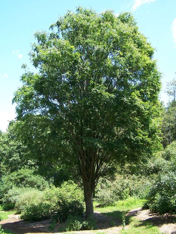 Zelkova serrata, commonly called &quot;Japanese Zelkova&quot;. 53-year-old specimen at Morton Arboretum; acc. 10-54-1