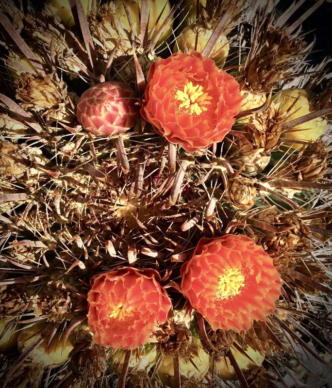 No tag, at Lotusland. That orange!