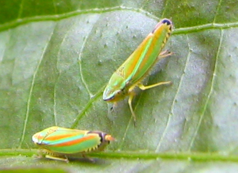 Two green and orange-red Graphocephala versuta hang out on a leaf in Charlotte, NC.