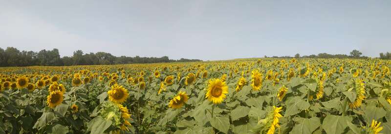 Grinter Sunflower Farm