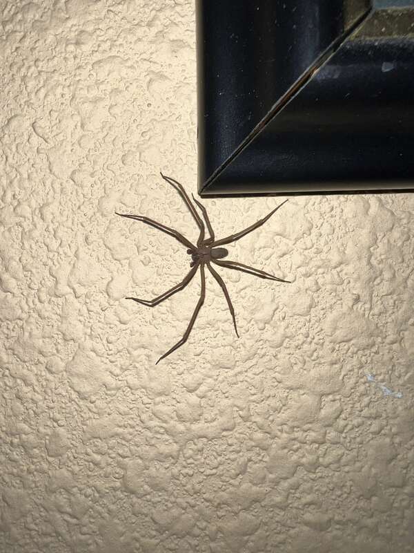 Brown Recluse (Loxosceles reclusa)