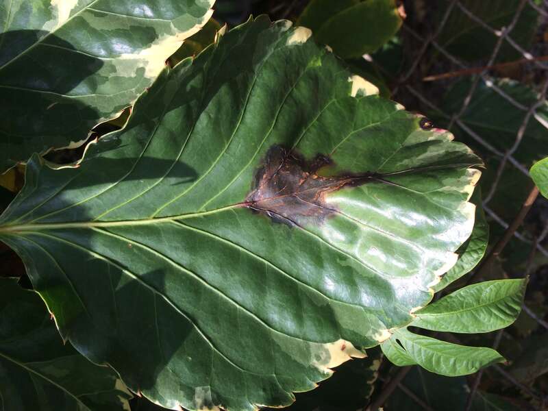 Host: Polyscias guilfoylei (Bull ex
Cogn. &amp;amp; E. March.) 
Pathogen: Xanthomonas campestris pv. hederae
Read: &amp;lt;a href=&quot;http://www.ctahr.hawaii.edu/oc/freepubs/pdf/PD-75.pdf&quot;