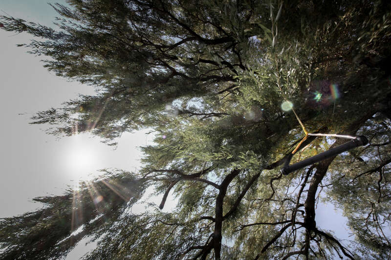 500px provided description: The swing used by C.'s and her relatives to dive into the Cayuga Lake (properly built by a skilled engineer :) ) [#sun ,#sunlight ,#tree ,#play ,#hang ,#Nature ,#Ithaca ,#Finger lakes ,#New york state]