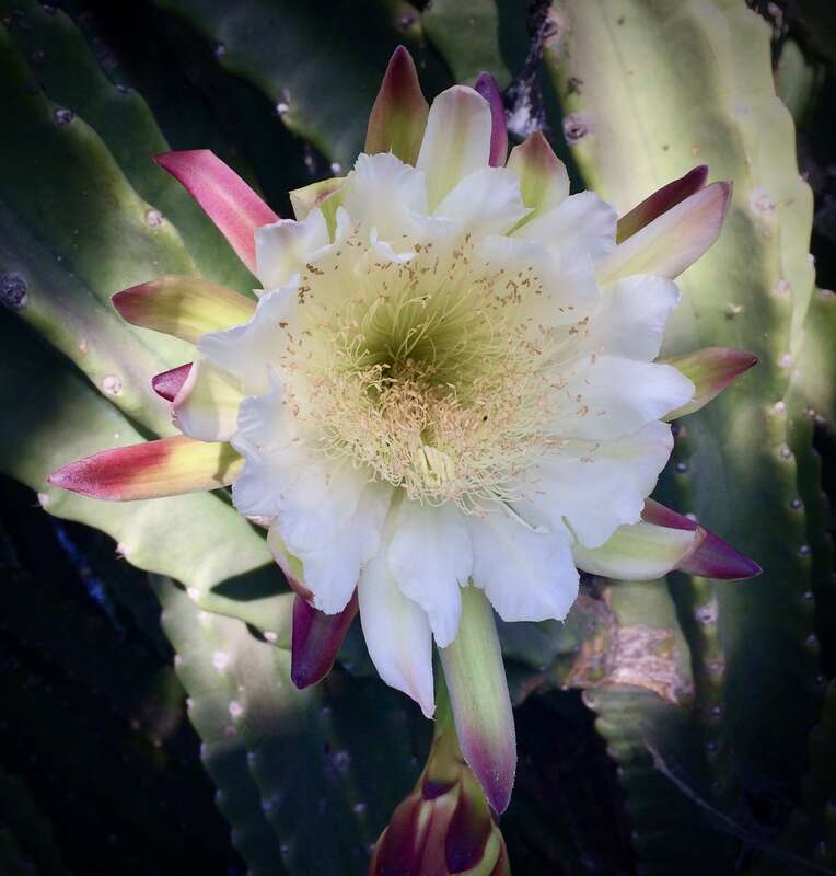 Probably a Peruvian cereus sp. Cool color sepals! At least, I think that's what they're called. Good display of blooming cereus at the new Lotusland cactus garden yesterday.