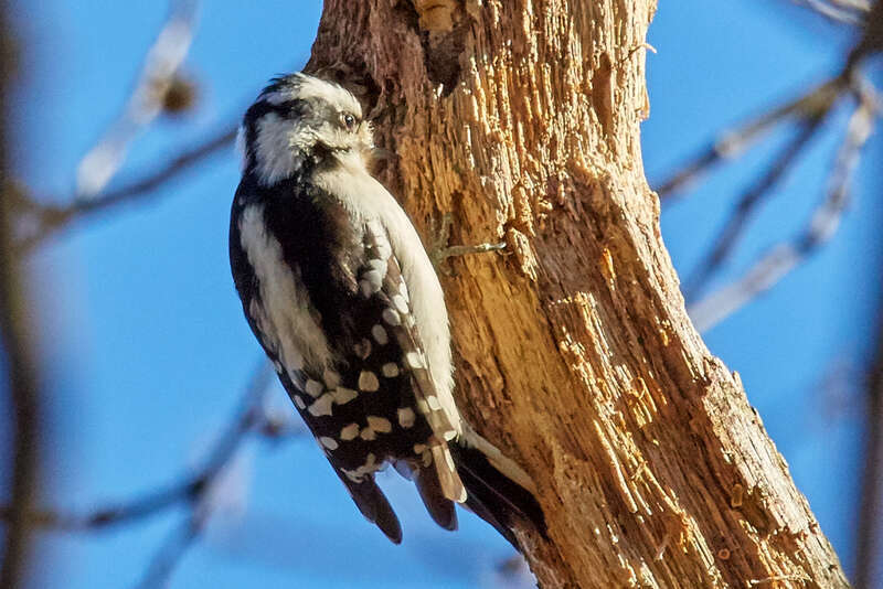 500px provided description: Visit my &amp;lt;a href=&quot;www.smart-art.org&quot;&amp;gt;website&amp;lt;/a&amp;gt; for more creative work outside of photography. [#birds ,#winter ,#bird ,#nature ,#animal ,#wood ,#wildlife]