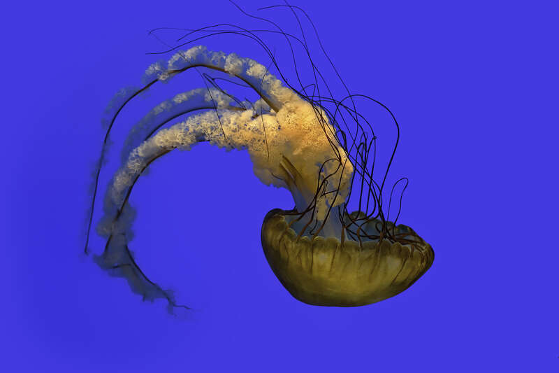 National Aquarium, Baltimore, United States