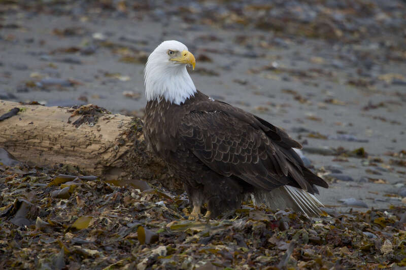 Prolific breeders in Alaska, it is hard to imagine how DDT decimated their numbers in the '60's. This bird had just finished consuming a herring it had taken from a bait ball off of Homer, Alaska...