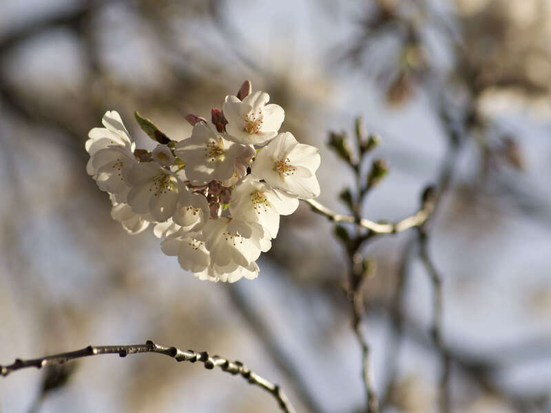 Capitol Hill Cherry Blossoms