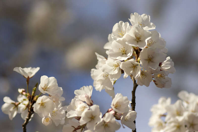 Capitol Hill Cherry Blossoms