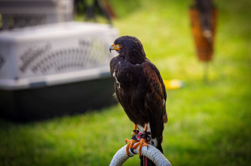 Photo Taken at Celtic Fest Ohio 2022!