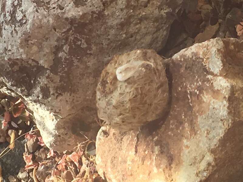 Gymnocalycium denudatum. Taken at the Denver Botanic Gardens. Possibly a terrible photograph, if so, I apologize.